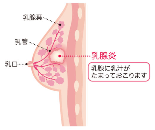 乳の解剖図